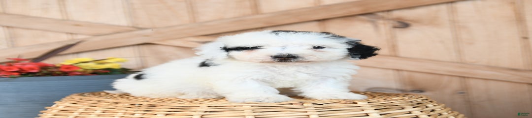 Scott