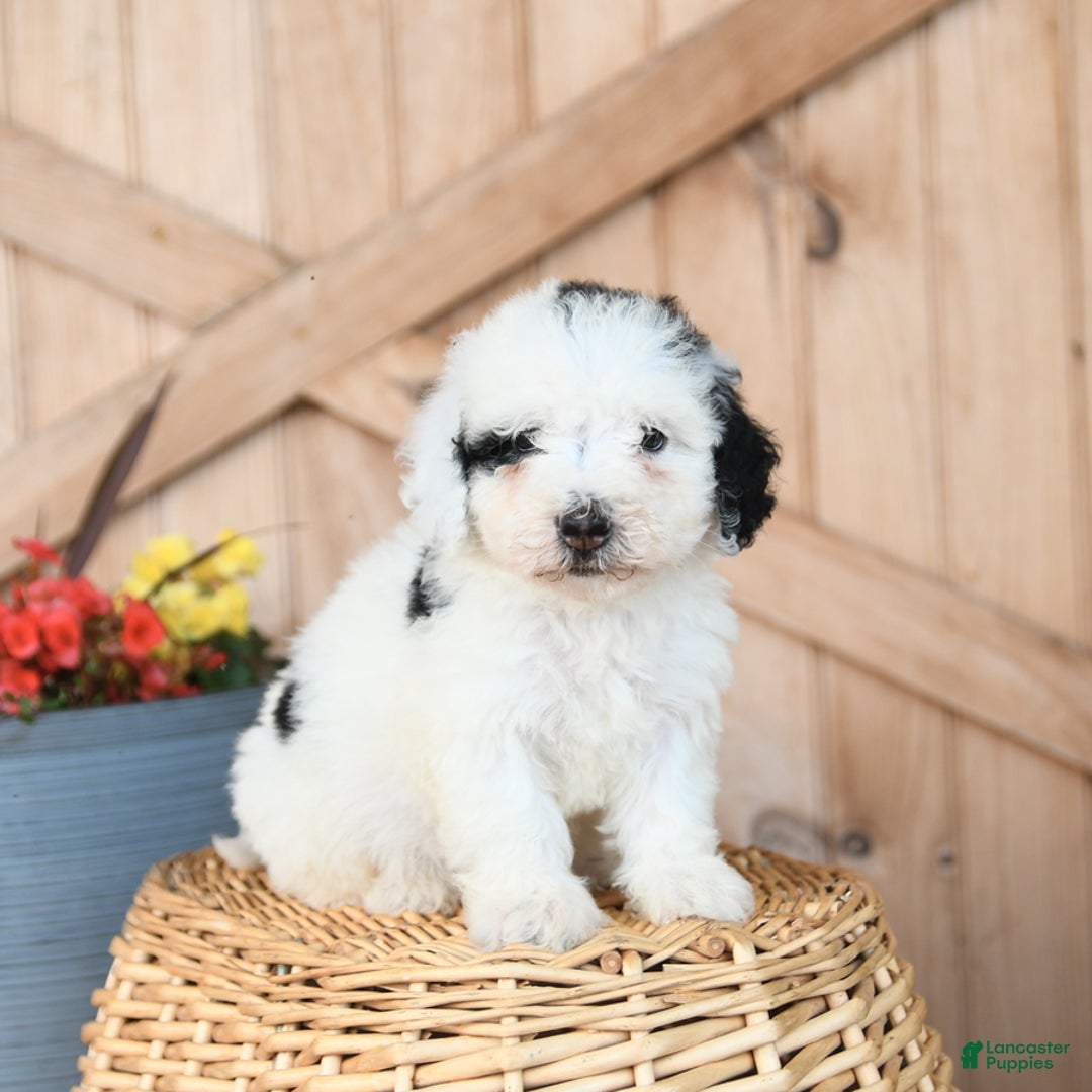 Mini Bernedoodle dogs for sale: Mini Bernedoodle 8 puppies - Image 1