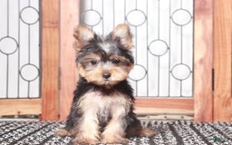 Yorkshire Terrier dogs for sale: Gunner - Image 1