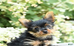 Yorkshire Terrier dogs for sale: Rascal - Image 4