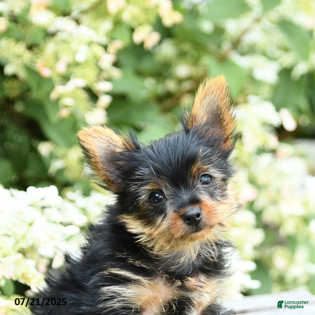 Yorkshire Terrier dogs for sale: Rascal - Image 4