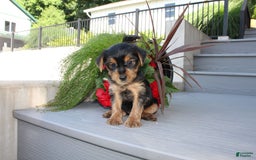 Yorkshire Terrier dogs for sale: Tucker - Image 16