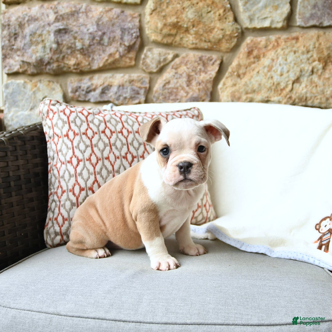 Olde English Bulldogge dogs for sale: Pansy - Image 5