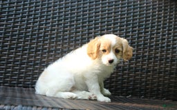Miniature Poodle dogs for sale: Latisha - Image 7