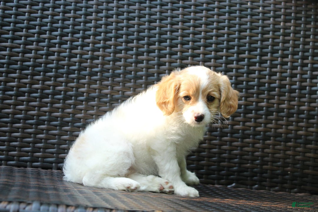 Miniature Poodle dogs for sale: Latisha - Image 7