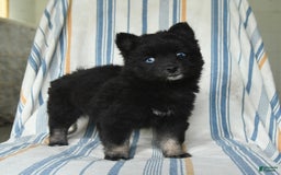 Pomsky dogs for sale: Hershey - Image 2