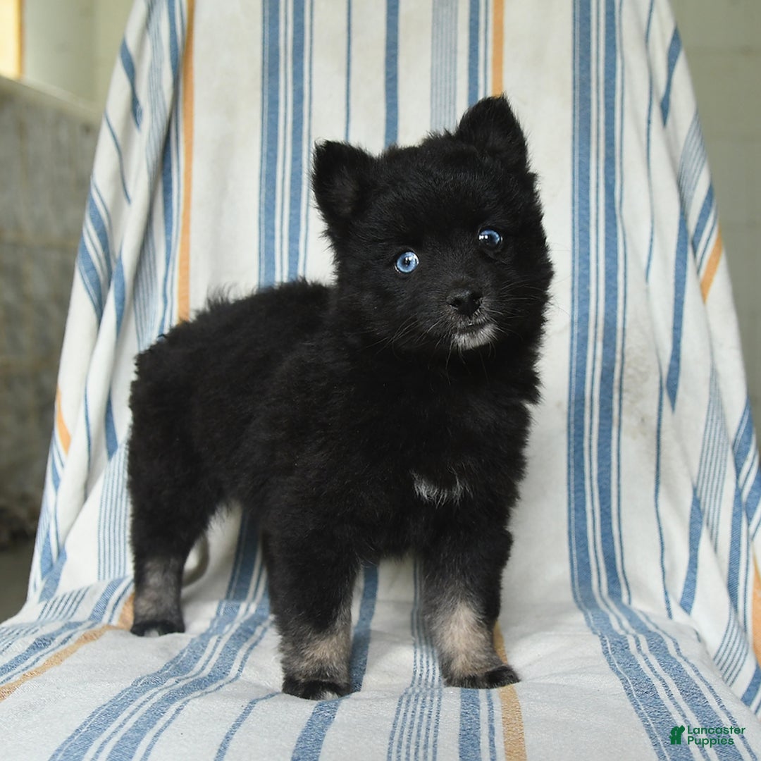 Pomsky dogs for sale: Hershey - Image 2