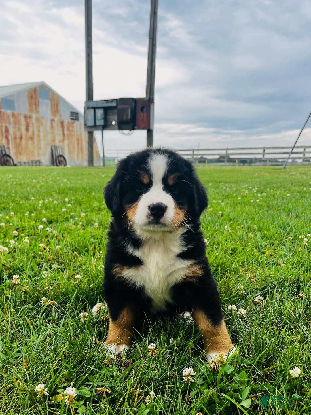 Bernese Mountain Dog dogs for sale: Meghan - Image 1