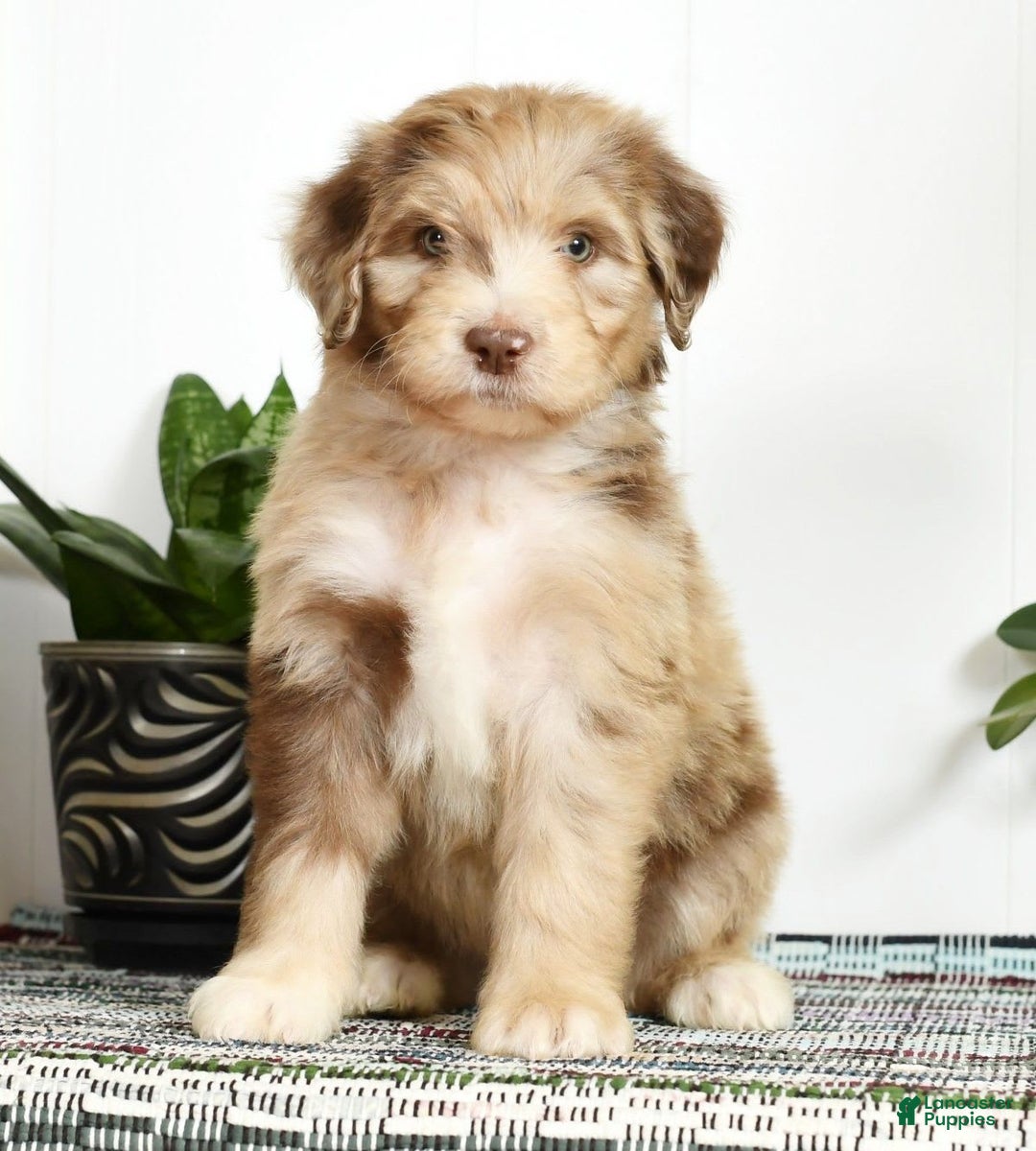 Aussiedoodle dogs for sale: Travis - Image 9