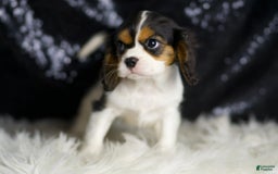 Cavalier King Charles Spaniel dogs for sale: Diamond - Image 5