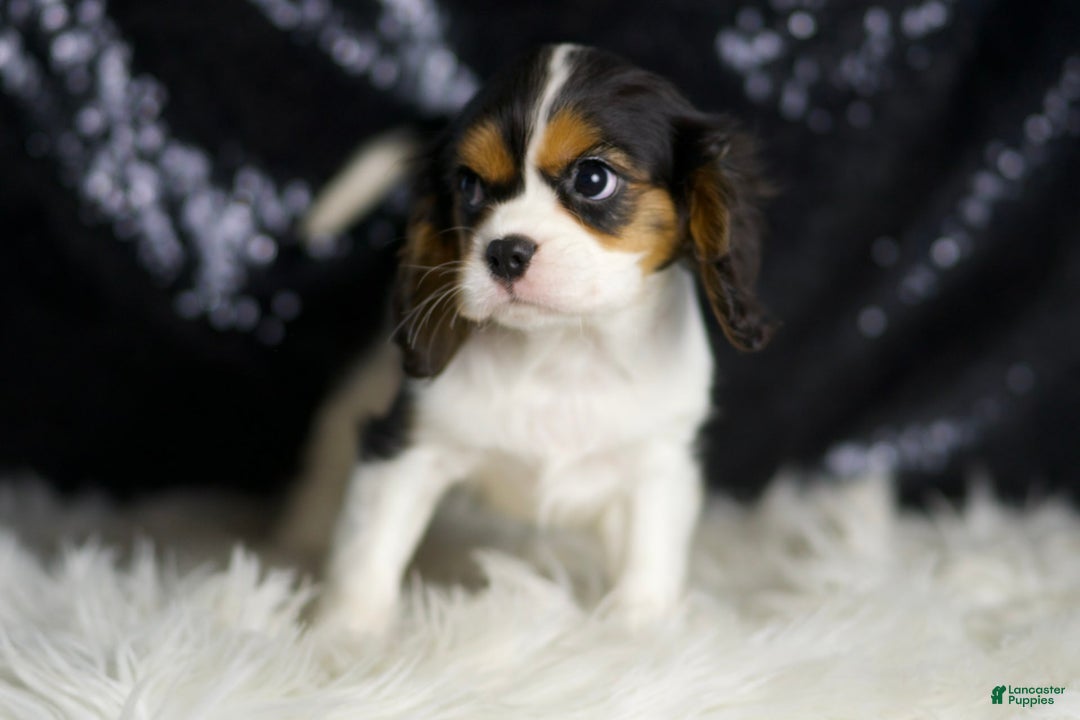Cavalier King Charles Spaniel dogs for sale: Diamond - Image 5
