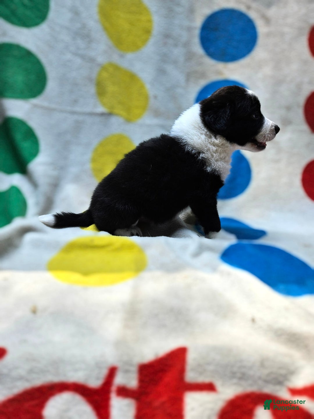 Border Collie dogs for sale: Bear - Image 19