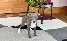 Italian Greyhound dogs for sale: Kk - Image 10