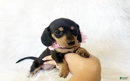Miniature Dachshund dogs for sale: Akc Lola - Image 3