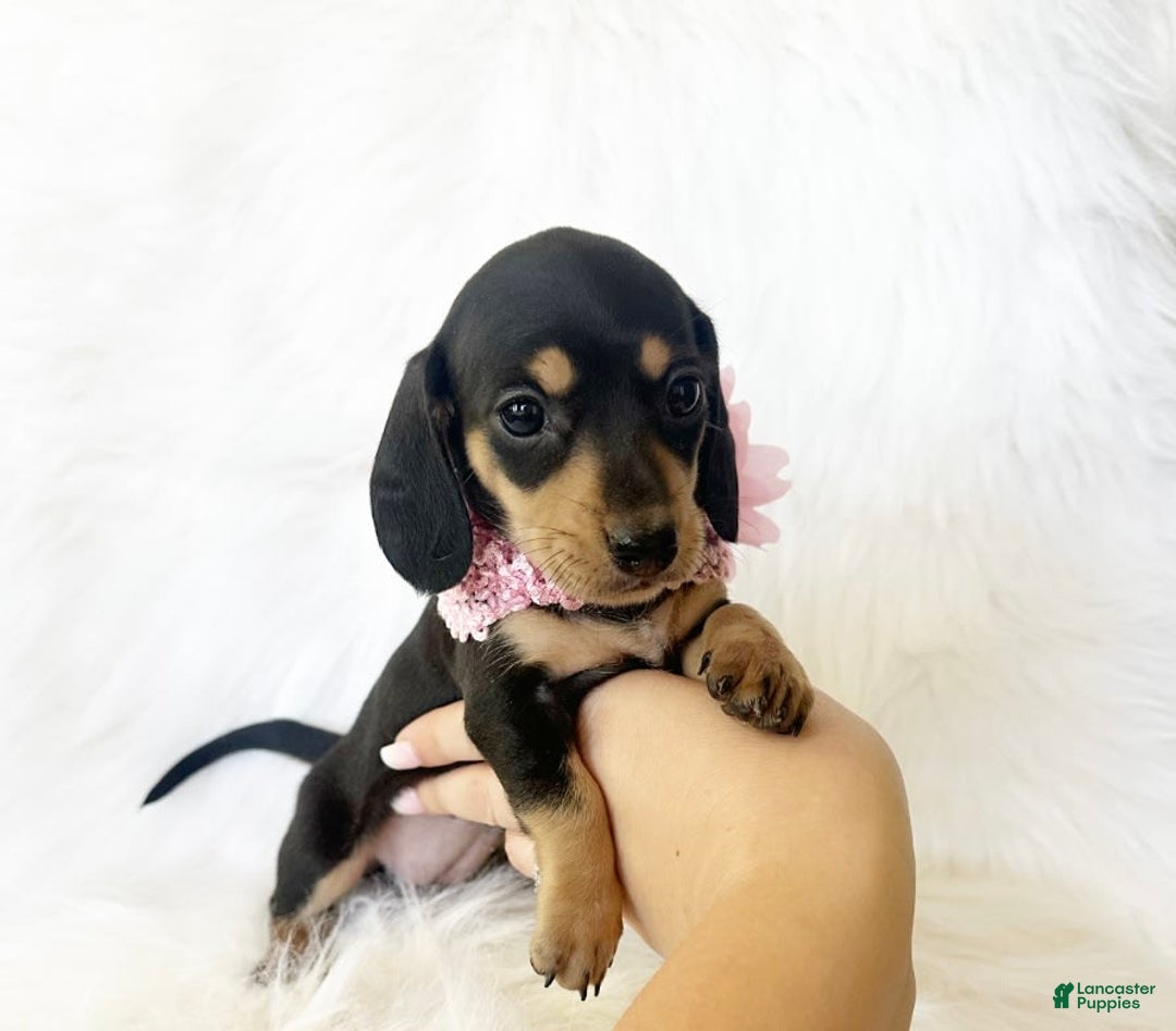 Miniature Dachshund dogs for sale: Akc Lola - Image 3