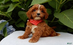 Cavapoo dogs for sale: Finn - Image 4