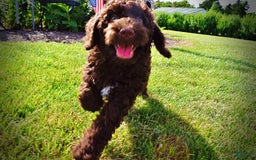 Havapoo dogs for sale: Genesis - Image 3