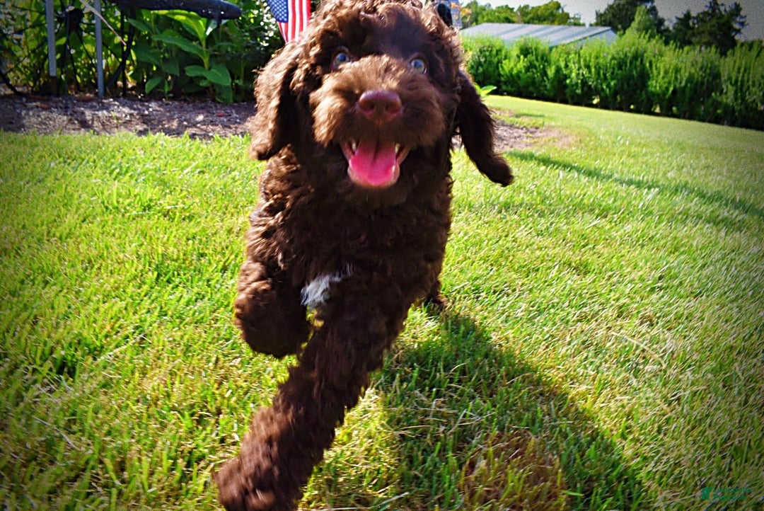 Havapoo dogs for sale: Genesis - Image 3