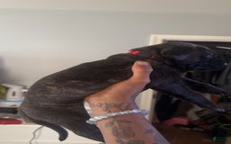 Cane Corso dogs for sale: Red - Image 2