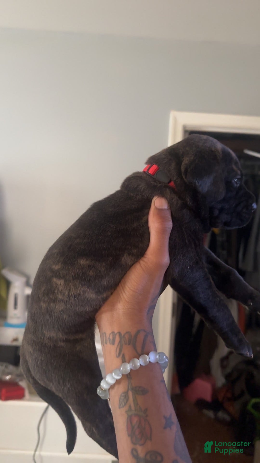 Cane Corso dogs for sale: Red - Image 2