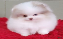 Pomeranian dogs for sale: Louie - Image 6