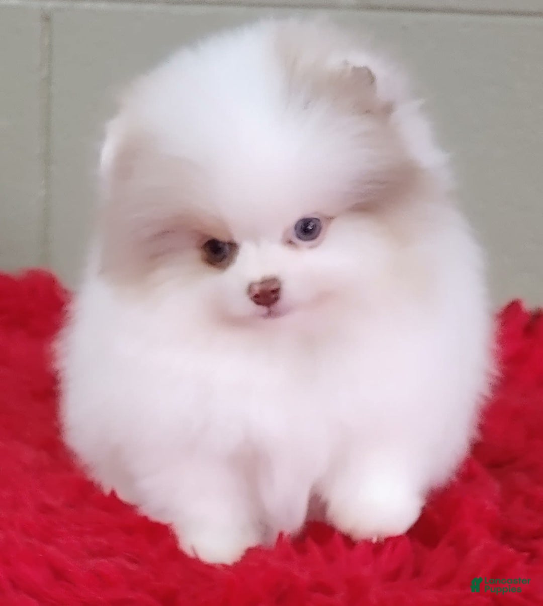 Pomeranian dogs for sale: Louie - Image 6