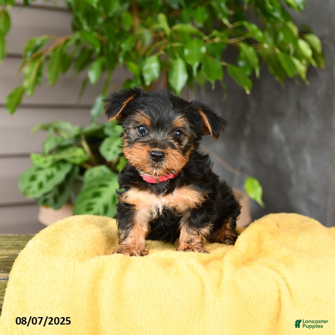 Yorkshire Terrier dogs for sale: Yorkshire Terrier 5 puppies - Image 5