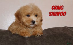 Shihpoo dogs for sale: Craig - Image 1