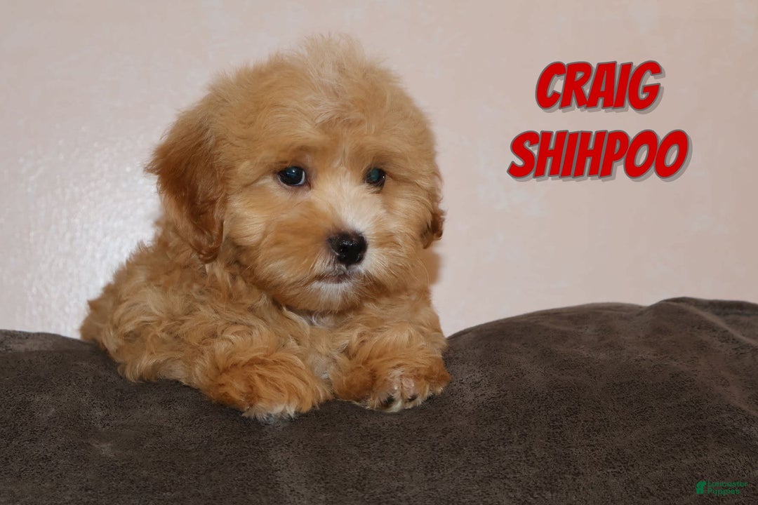 Shihpoo dogs for sale: Craig - Image 1