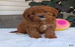Cavapoo dogs for sale: Remi - Image 4