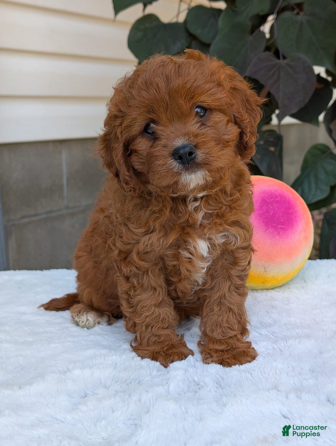 Cavapoo dogs for sale: Remi - Image 4
