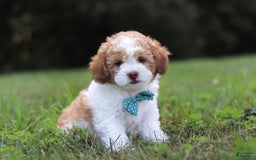 Shihpoo dogs for sale: Hudson - Image 8