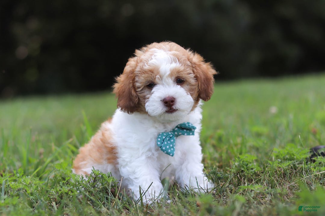 Shihpoo dogs for sale: Hudson - Image 8