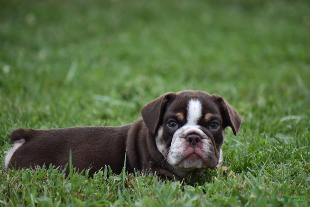 Beabull dogs for sale: Winston - Image 4