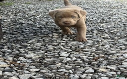 Labrador Retriever dogs for sale: Gertie - Image 6
