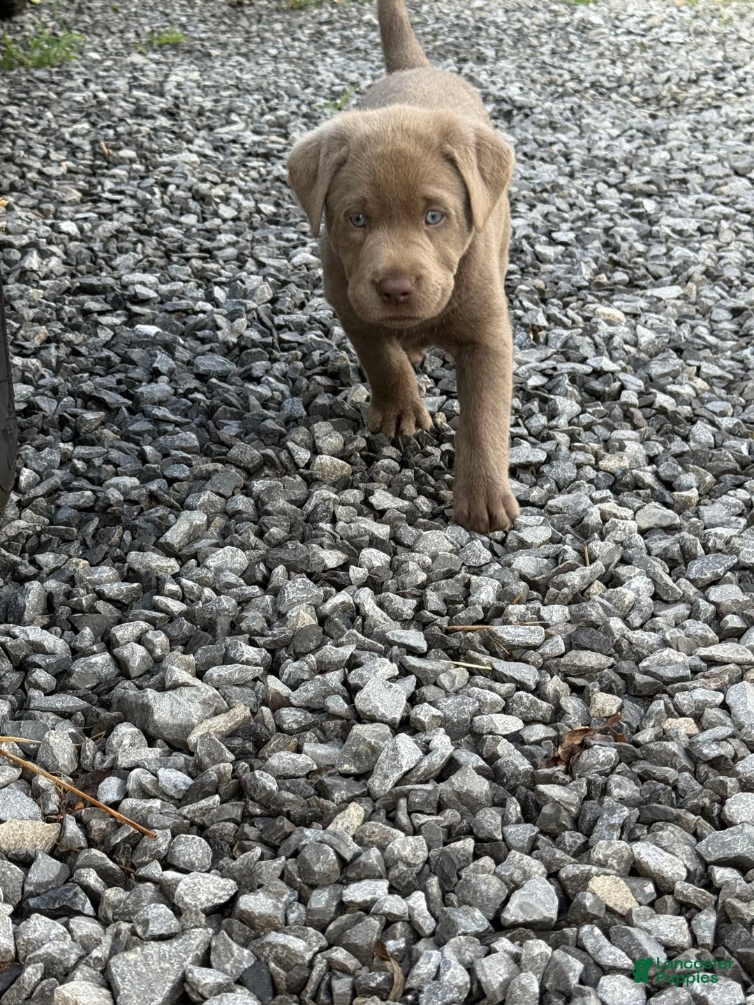 Labrador Retriever dogs for sale: Gertie - Image 6