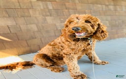 Irish Doodle dogs for sale: Freddy - Image 2