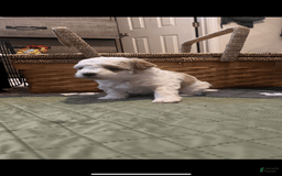 Miniature Poodle dogs for sale: May - Image 15