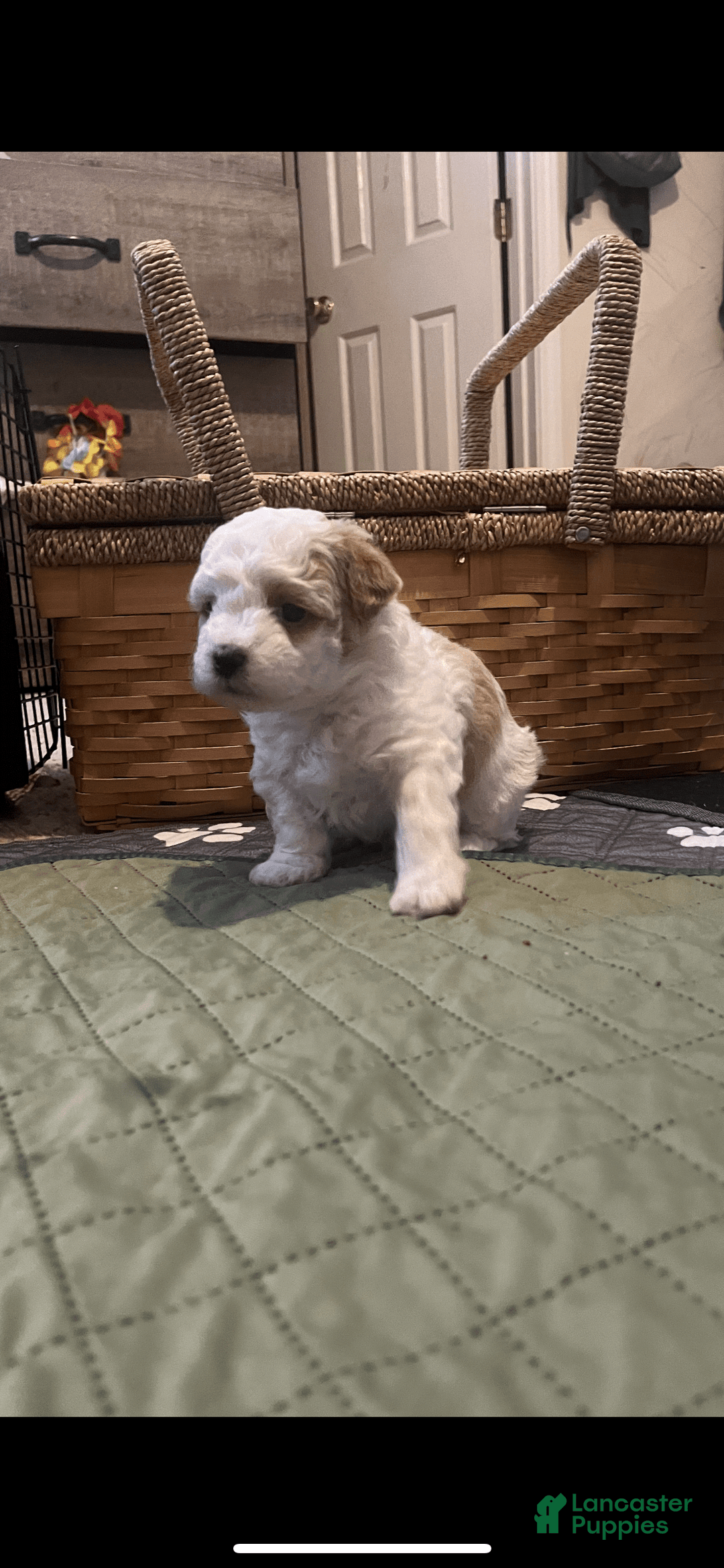 Miniature Poodle dogs for sale: May - Image 15