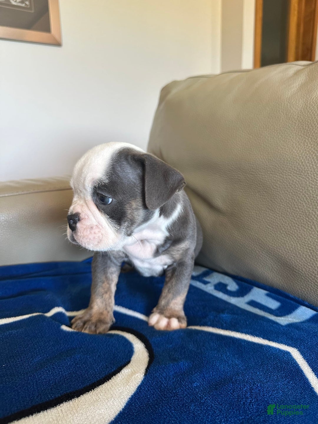 English Bulldog dogs for sale: Jax - Image 6