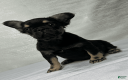 French Bulldog dogs for sale: Roxy - Image 1