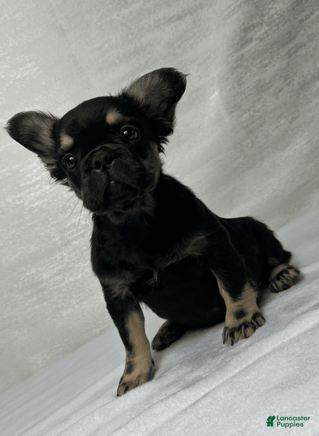 French Bulldog dogs for sale: Roxy - Image 1