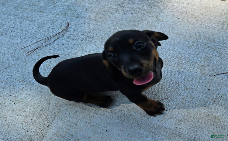 Miniature Dachshund dogs for sale - Ad 1