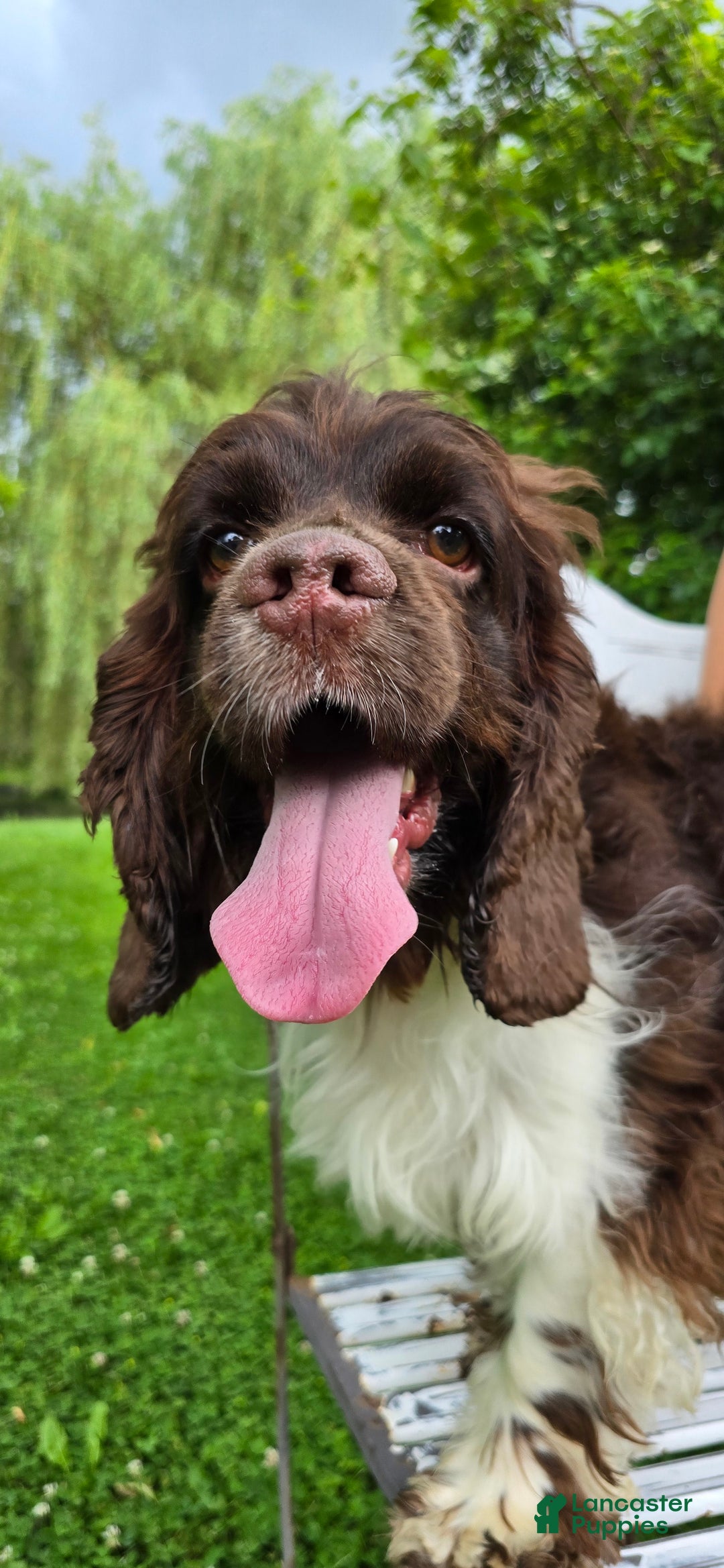 Cocker Spaniel dogs for sale: Benji - Image 9