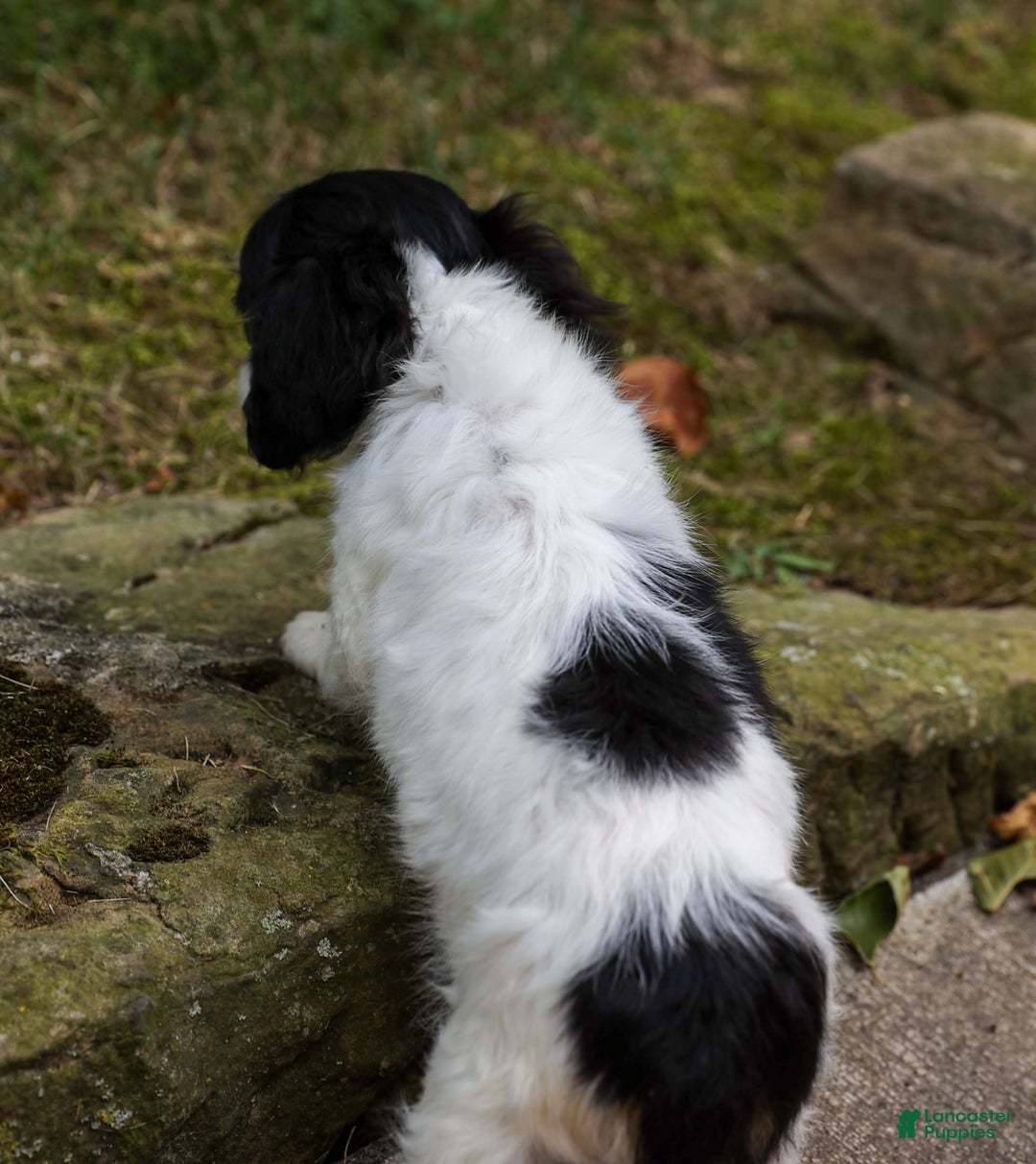 Chihuahua dogs for sale: Nova - Image 3