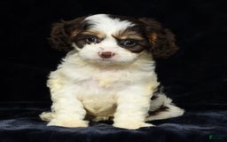 Cavapoo dogs for sale: Jenna - Image 3