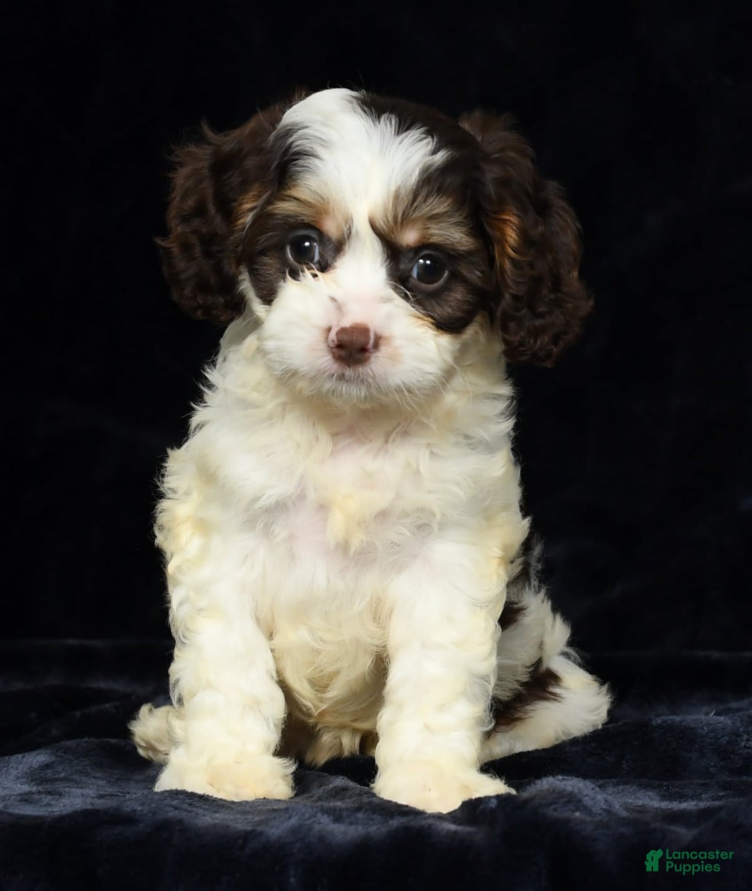 Cavapoo dogs for sale: Jenna - Image 3