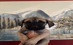 Cane Corso dogs for sale: Tamatoa - Image 1