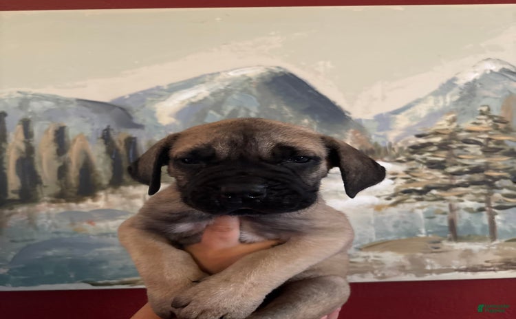 Cane Corso dogs for sale - Ad 1
