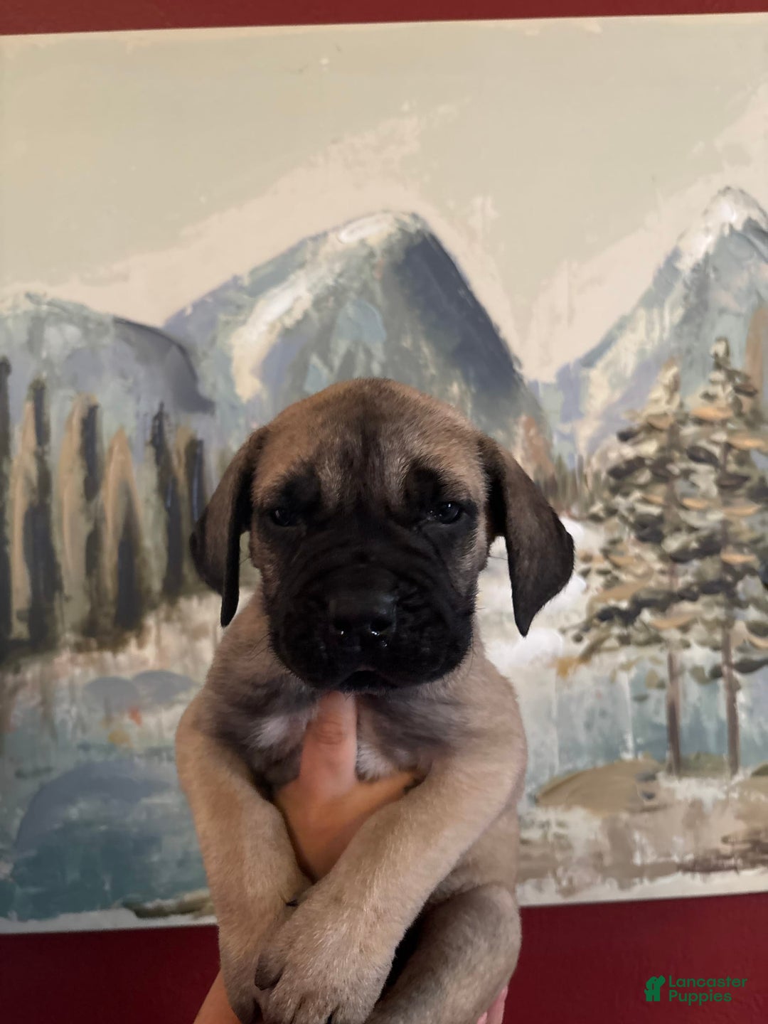 Cane Corso dogs for sale: Tamatoa - Image 1